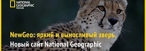  National Geographic: яркий и выносливый зверь