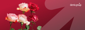 Кейс Demis Group: снижение CPL в 4 раза и рост заявок на 27% для «Роза Вам»